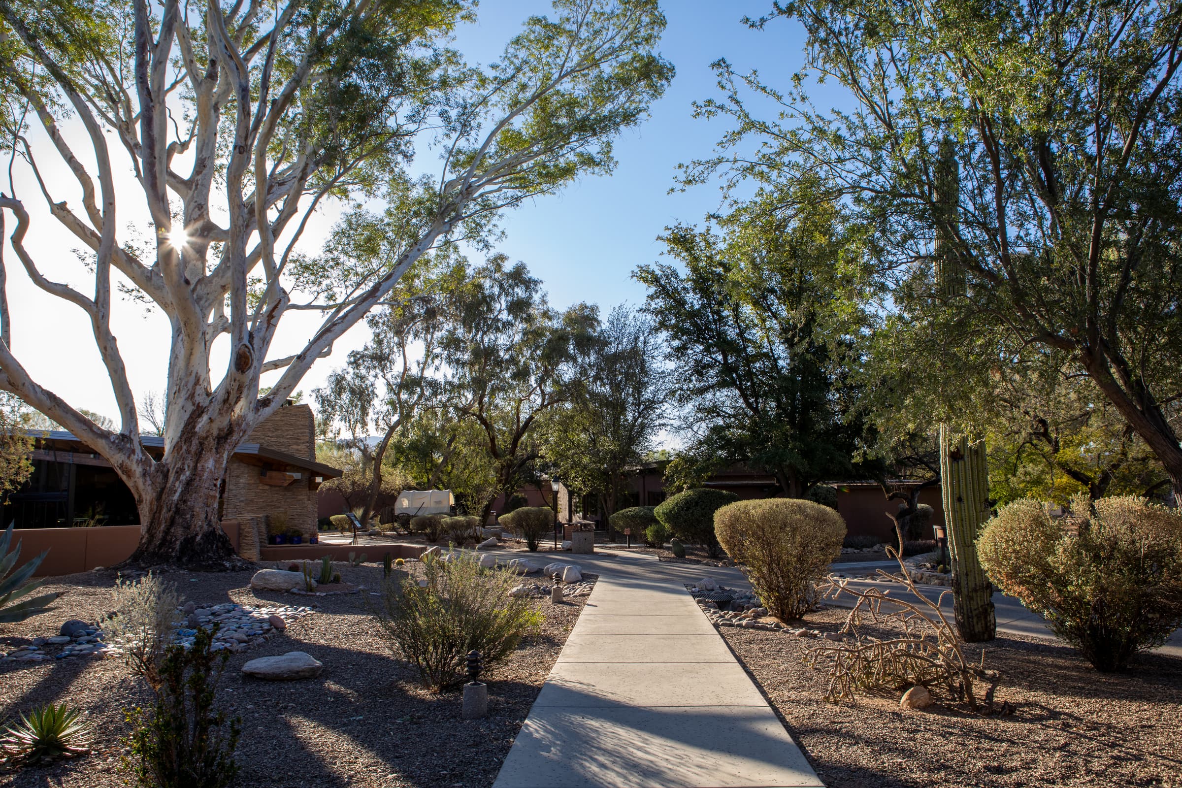 The Canyon Ranch Tucson campus in the Sonoran Desert at the foot of the Santa Catalina Mountains, Arizona